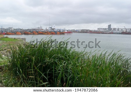 Photography of a dock at Mar del Plata harbor whit many ships moored and some plants on the foreground