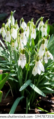 Blooming snowdrops as the first signs of spring.
