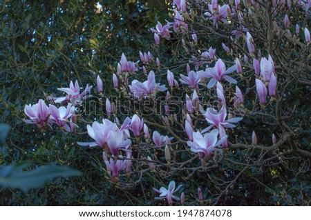 Blooming magnolias in Greenwich park