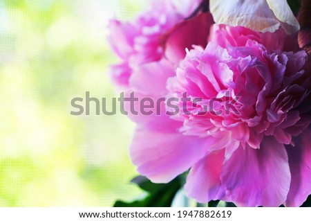 Photo of bright pink peony petals. Delicate fragrant bouquet is the best gift for any occasion. Girls love flowers. Sweet food for butterflies and bees.