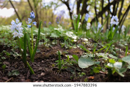 Puschkinia, white flowers with blue veins against the background of dark silhouettes of trees