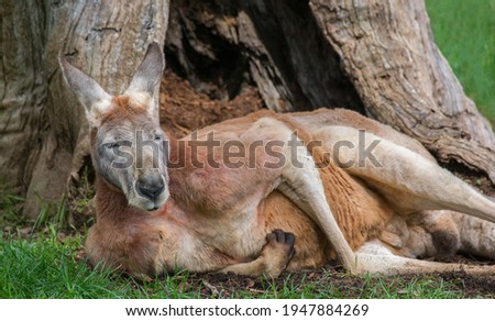 Big red kangaroo lying on the ground