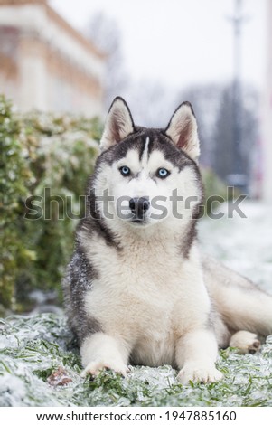husky puppy in winter day