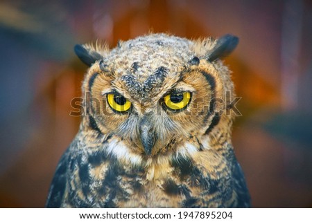Look me in the eyes little owl