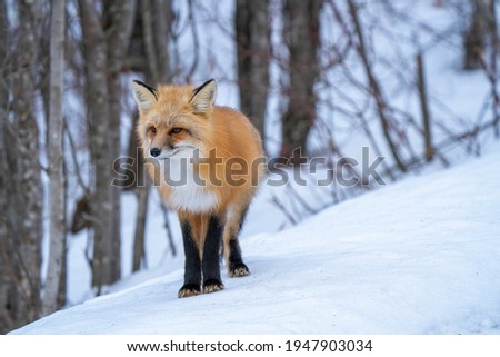 Fox in Winter Prince Albert National Park Canada close