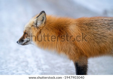 Fox in Winter Prince Albert National Park Canada close
