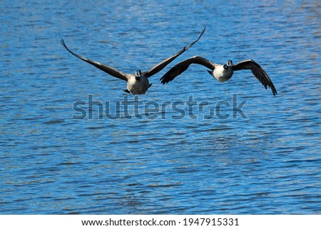Canada Geese flying over lake