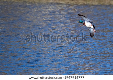 Mallard Drake flying across lake