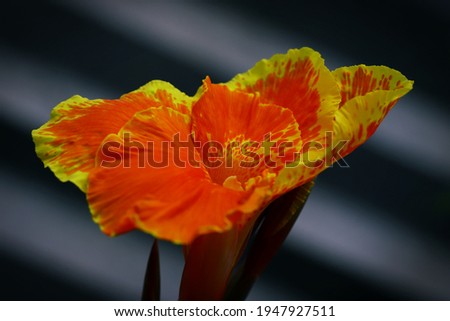 Orange colour with curly yellow edges of Canna flower  