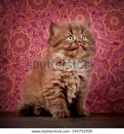 portrait of british long hair kitten