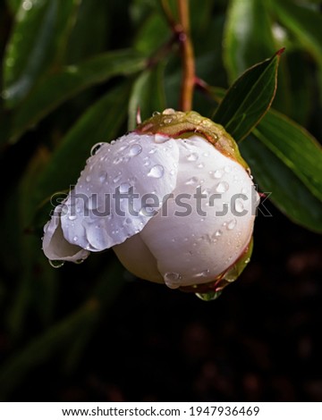 Peony flower bud about to bloom, after a spring rain storm