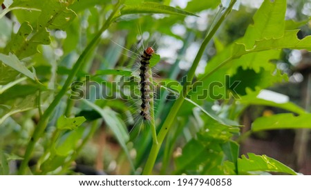 green leaf-eating pests. Caterpillar on leaves nature concept background.
