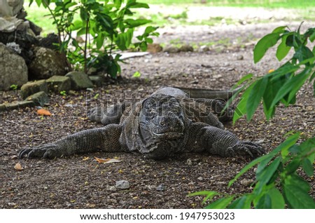 The Komodo dragon squinted in the shade of the green forest of Komodo Island. Indonesia