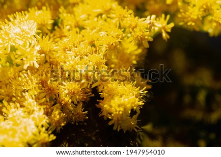 Solidii, commonly referred to as goldenrods. Solidago virgaurea is used as a traditional kidney tonic by herbal medicine practitioners to counteract inflammation and irritation.