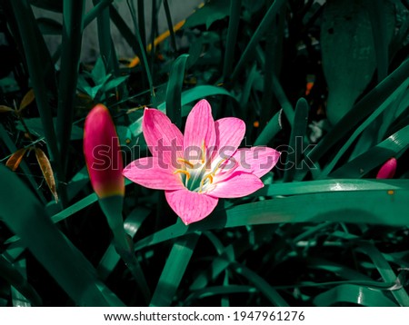 Small pink flower background, beautiful nature, spring nature toning design, fresh vivid plants