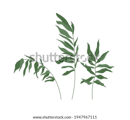 Set of tropical leaves. Green palm branches isolated on white background. Vector illustration.
