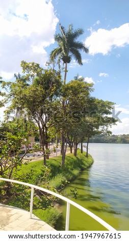 Trees on the banks of the Pampulha Lagoon in the city of Belo Horizonte, Minas Gerais, Brazil