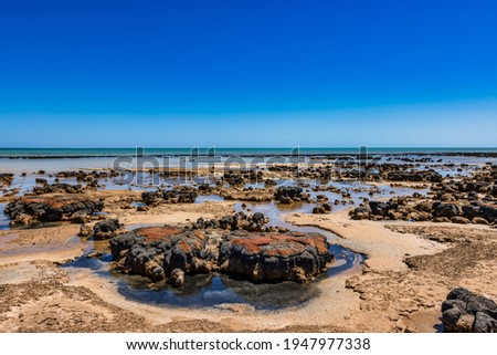 Stromatolite, at Hamelin Pool, near Denham, Western Australia (Shark Bay)