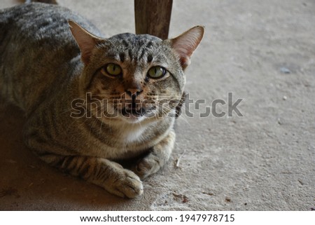 
Fat gray cat Look at the face, begging the owner to lie at the house on a cement floor in Thailand.