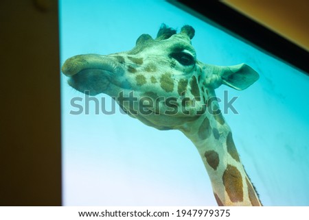 A macro photograph of a giraffe asking for food from a tourist at an open zoo in Kanchanaburi. Thailand, which is becoming popular with tourists to take pictures while feeding giraffes.