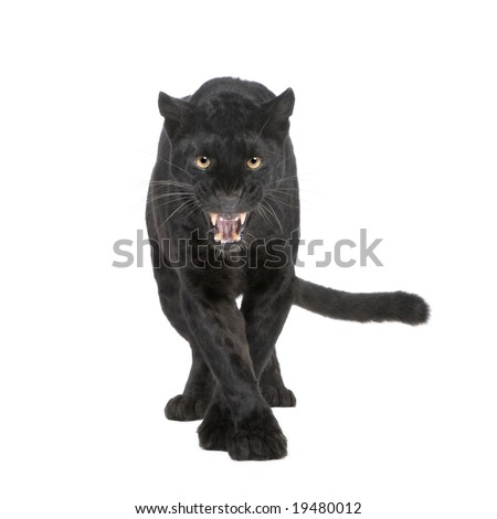 black leopard, six years old, walking towards the camera and staring at the camera showing its fangs in a threatening way, isolated on white
