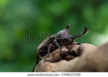 
Pictures of male beetles clinging to trees in the forest.