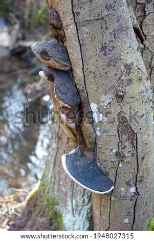 Fruiting bodies of black tree fungus on a dead alder tree