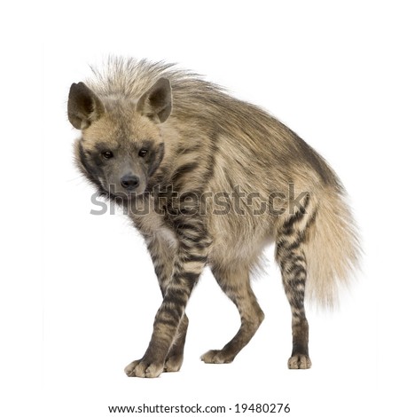 Striped Hyena in front of a white background