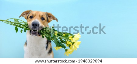 Funny romantic dog holding a flower bouquet of chrysanthemum in its teeth or mouth on the blue background. Tricolor dog congratulating or celebrating mother's day. International women's day. Royalty-Free Stock Photo #1948029094