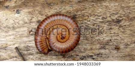 Millipedes sleeps coiled on top of wood, background 2021
