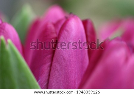 Macro photography of violet tulip petals in selective focus for background, large format