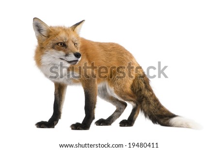 Red fox (4 years) - Vulpes vulpes in front of a white background