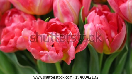 Macro photography of pink tulip petals (tulip variety - San Remo) in selective focus for background, large format