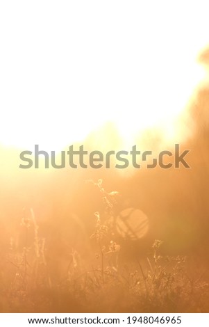Close-up Of Dry Plant Against Sun, abstrack blur background.