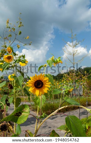 Sunflower at Seoul Green Botanical Garden