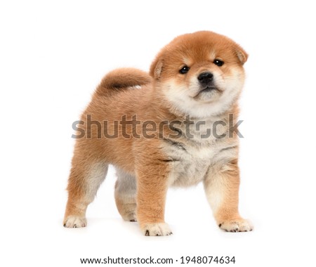 Red-haired puppy of the Japanese breed of dogs Shiba Inu stands on a white background. Isolated puppy on a white background. Royalty-Free Stock Photo #1948074634