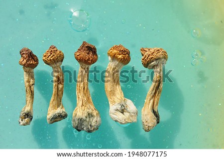 Psilocybin mushrooms on blue background. Psychedelic magic trip, cosmic consciousness. Dried Psilocybe Cubensis Golden Teacher in row, isolated, flat lay. Micro-dosing concept.