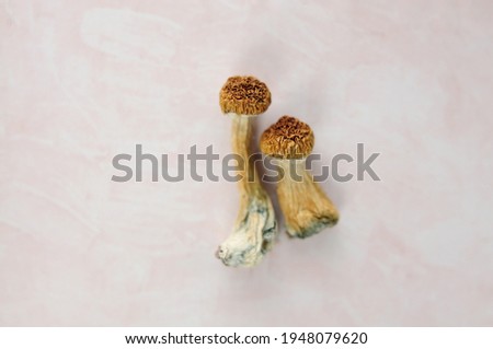 Psilocybe Cubensis mushrooms isolated on pink background. Psilocybin psychedelic magic mushrooms  Microdosing concept. 