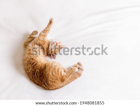 Ginger cat stretching in bed on a white blanket. The cat lies on its back and shows a dab gesture with its paws.