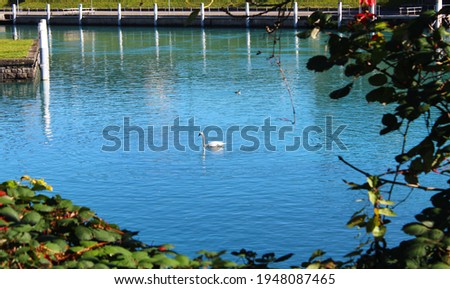 a swan of Lake Interlaken