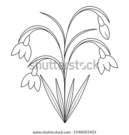 Snowdrops. Sketch. Spring flowers. Vector illustration. Coloring book for children. Delicate plant. Doodle style. Outline on an isolated white background. Light Easter. Black and white illustration. 