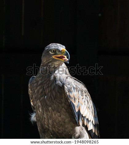 portrait of a steppe eagle against a black background