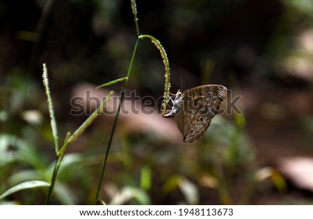 a beautiful butterfly rests on a grass top