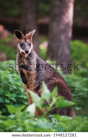 Swamp wallaby on grass (Wallabia bicolor)