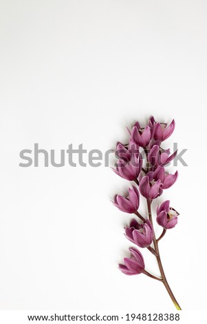 Cymbidium flower on white background. top view, copy space