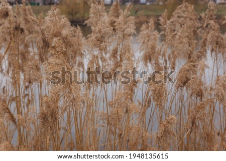 Dry grass fluffy pampas outdoor near lake