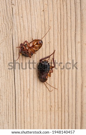 Cockroaches. Macro photo. Dead cockroaches on the floor. Brown cockroaches on a wooden board. Close-up. Household parasite. Extermination of domestic parasites

