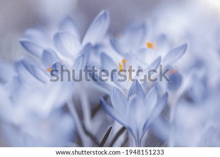 Group of blooming crocus flowers under the wonderful light in soft blue tones. Delicate, artistic, close up macro pastel background, wallpaper. Selective focus,  free space, toned
