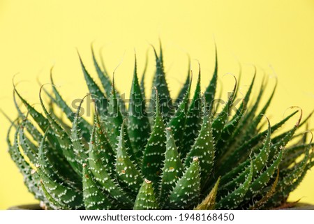 Green plant aloe humilis on a bright yellow background macro photography. Houseplant with thorns on triangular leaves close-up photo. Spider aloe plant studio photography.