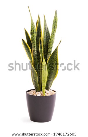 sansevieria or snake plant in pot isolated on white